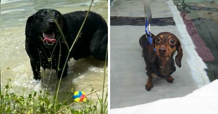 70 Hilarious Photos Of Pets In Water That Capture Every Stage Of Betrayal