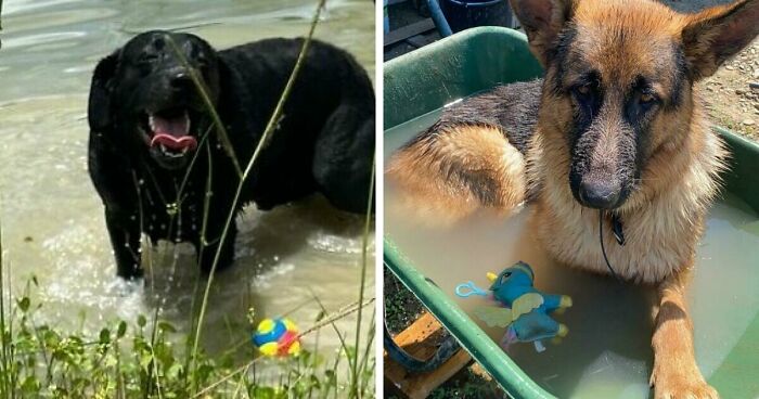 70 Hilarious Photos Of Pets In Water That Capture Every Stage Of Betrayal