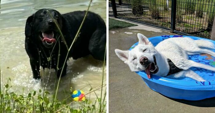 70 Hilarious Photos Of Pets In Water That Capture Every Stage Of Betrayal