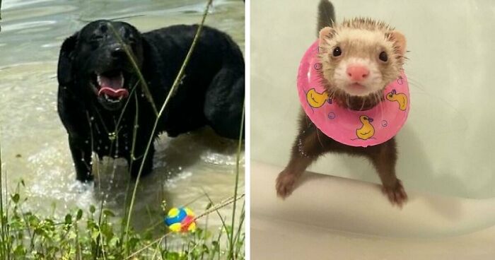 70 Hilarious Photos Of Pets In Water That Capture Every Stage Of Betrayal