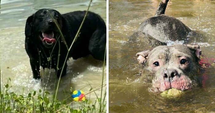 70 Hilarious Photos Of Pets In Water That Capture Every Stage Of Betrayal
