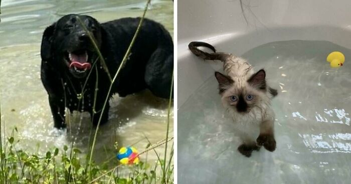 70 Hilarious Photos Of Pets In Water That Capture Every Stage Of Betrayal