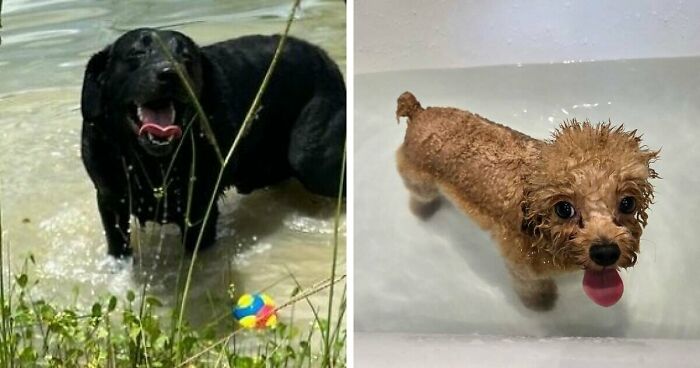 70 Hilarious Photos Of Pets In Water That Capture Every Stage Of Betrayal