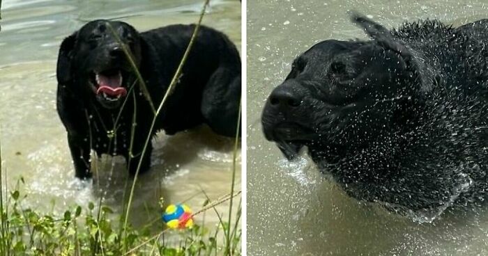 70 Hilarious Photos Of Pets In Water That Capture Every Stage Of Betrayal