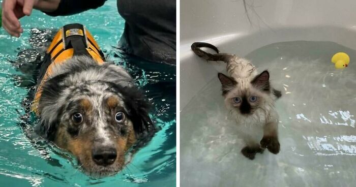 70 Hilarious Photos Of Pets In Water That Capture Every Stage Of Betrayal