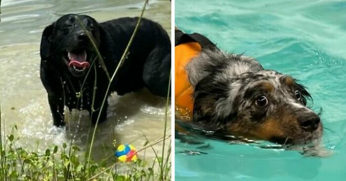 70 Hilarious Photos Of Pets In Water That Capture Every Stage Of Betrayal