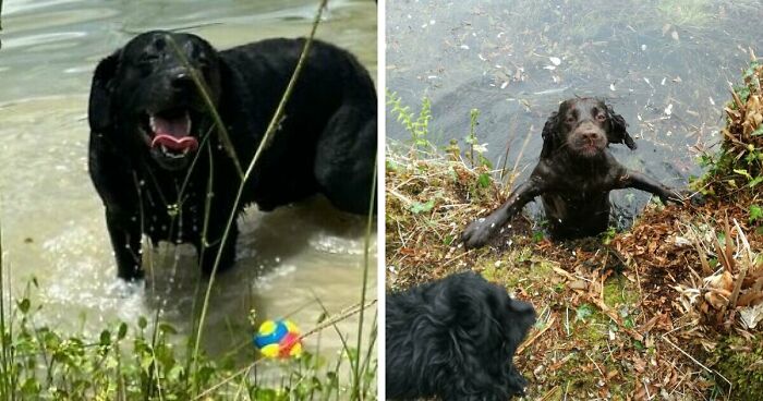 70 Hilarious Photos Of Pets In Water That Capture Every Stage Of Betrayal