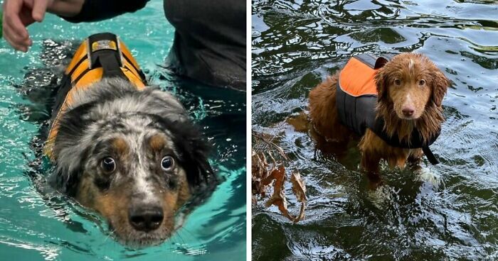70 Hilarious Photos Of Pets In Water That Capture Every Stage Of Betrayal