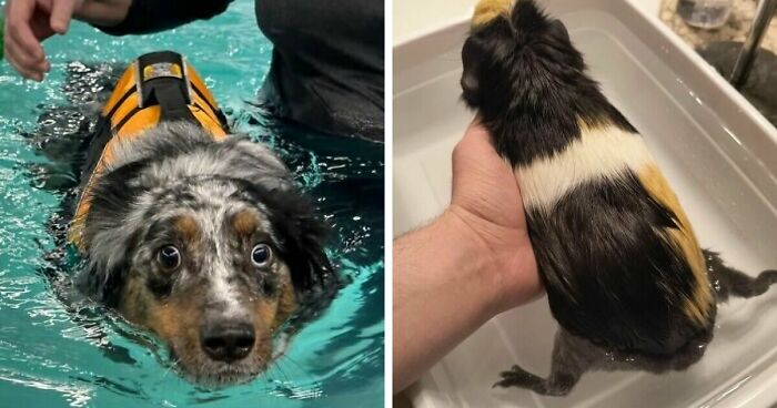 70 Hilarious Photos Of Pets In Water That Capture Every Stage Of Betrayal