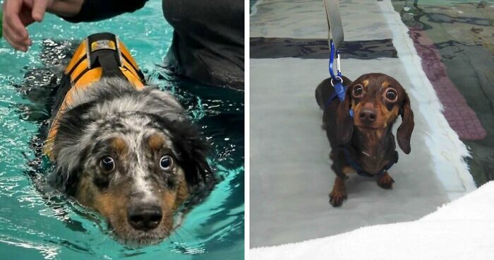 70 Hilarious Photos Of Pets In Water That Capture Every Stage Of Betrayal