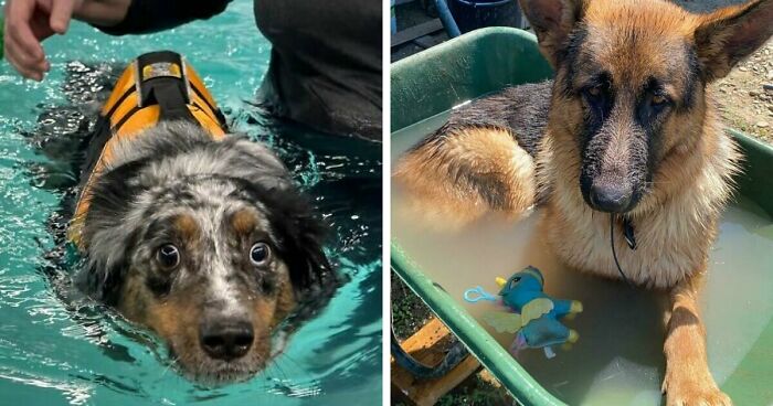70 Hilarious Photos Of Pets In Water That Capture Every Stage Of Betrayal