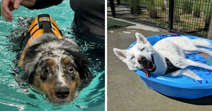 70 Hilarious Photos Of Pets In Water That Capture Every Stage Of Betrayal