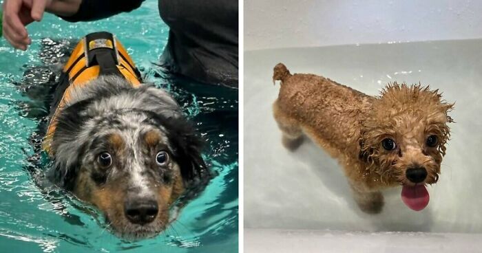 70 Hilarious Photos Of Pets In Water That Capture Every Stage Of Betrayal