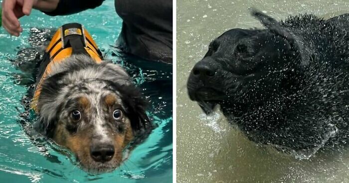 70 Hilarious Photos Of Pets In Water That Capture Every Stage Of Betrayal