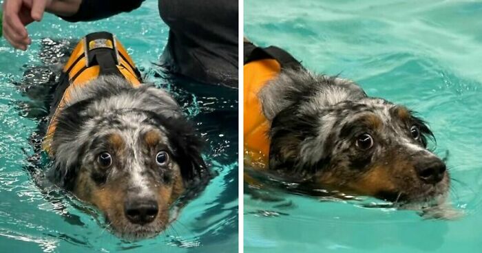 70 Hilarious Photos Of Pets In Water That Capture Every Stage Of Betrayal