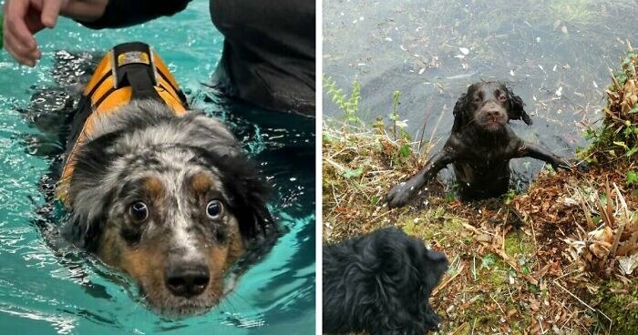 70 Hilarious Photos Of Pets In Water That Capture Every Stage Of Betrayal