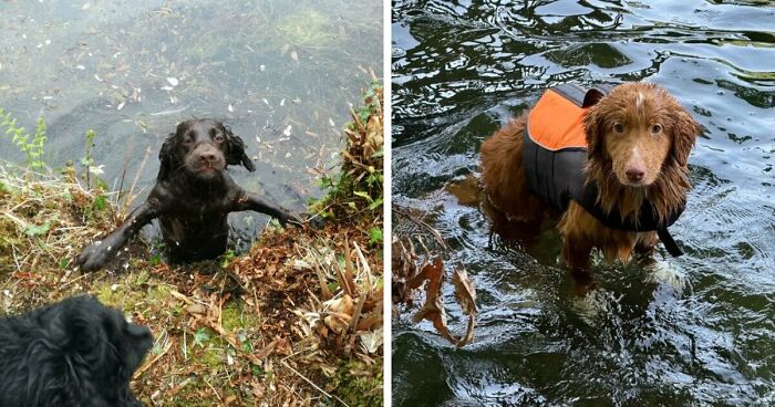 70 Hilarious Photos Of Pets In Water That Capture Every Stage Of Betrayal