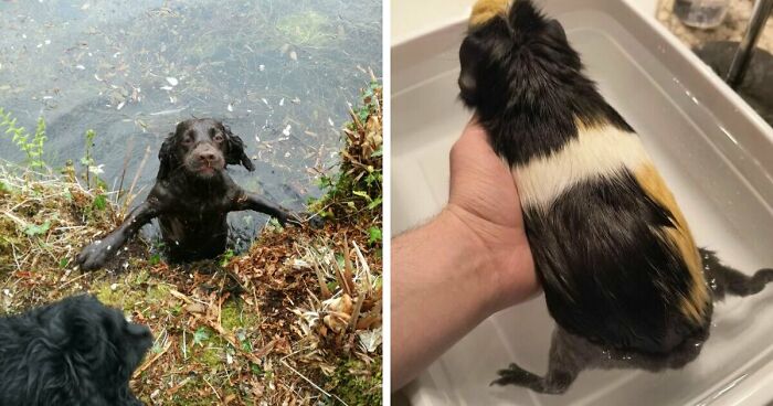 70 Hilarious Photos Of Pets In Water That Capture Every Stage Of Betrayal