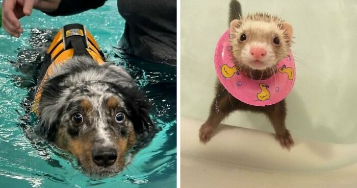 70 Hilarious Photos Of Pets In Water That Capture Every Stage Of Betrayal