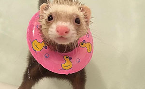 70 Pets Who Discovered Water And Had Extremely Strong Opinions About It