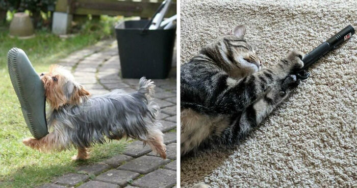 59 Adorable Animals Being Thieves