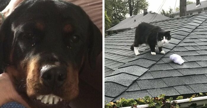 59 Adorable Animals Being Thieves