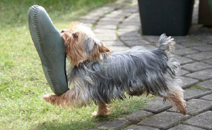 59 Times People Managed To Capture Their Pets In The Middle Of A Heist