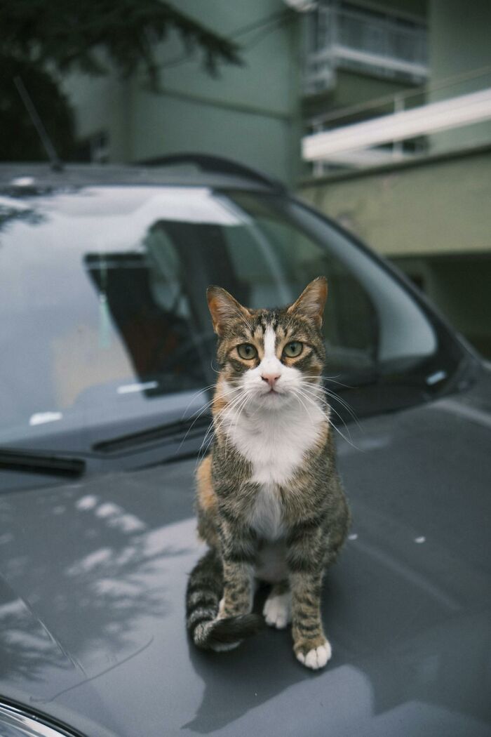 Calm cat sitting on a car hood, symbolizing intuition and awareness in everyday life moments.