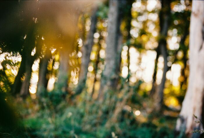 A blurry scene of a forest with trees and green foliage, sunlight filtering through. A perfect Blurry Scene for a movie quiz.