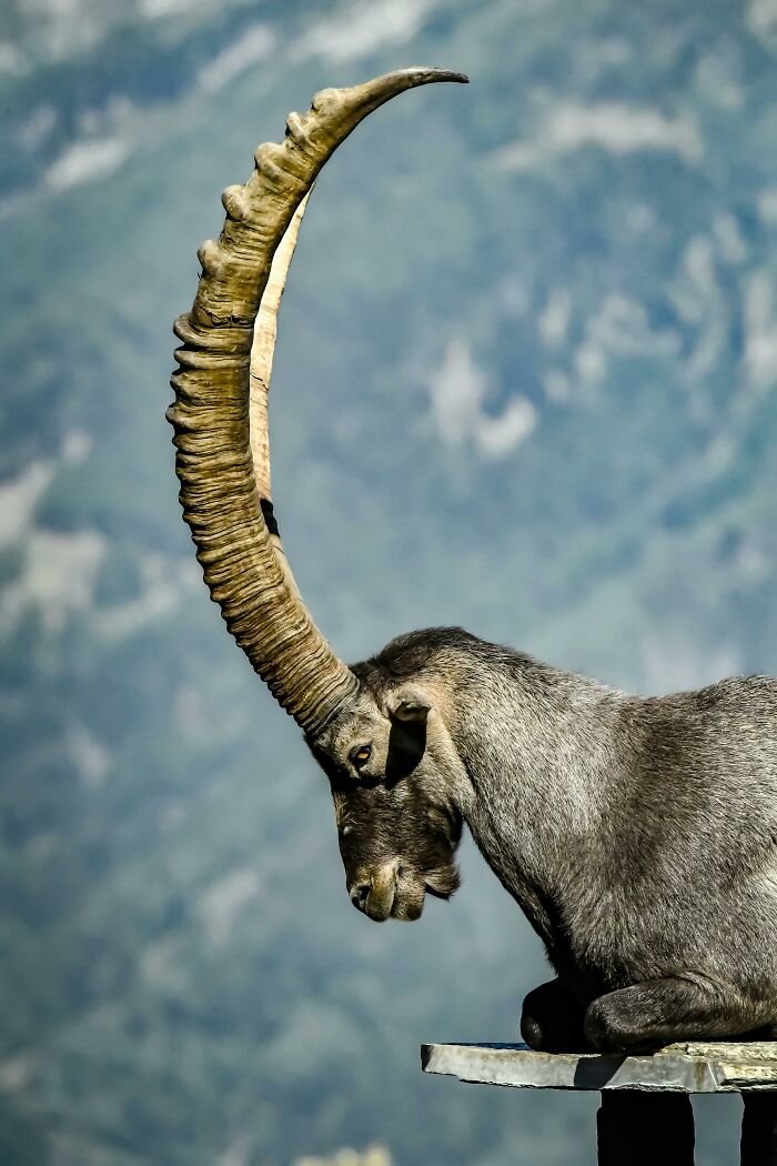 A majestic ibex with huge curved horns sits on a ledge. A satisfying picture for a gentle reset.