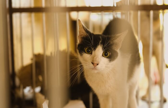 Black and white cat inside a cage, illustrating stories about people seeing their intuition being proved right.
