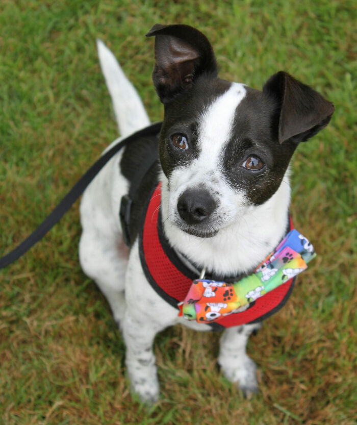 A black and white dog in a red harness and a colorful bow tie, looking up, acting suspiciously like humans.