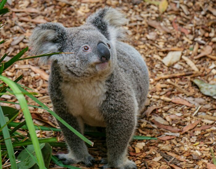 A koala stands on a ground of wood chips and leaves, looking upward. Its ears are fuzzy, eyes alert, and its nose is black. This koala may be making disturbing sounds.