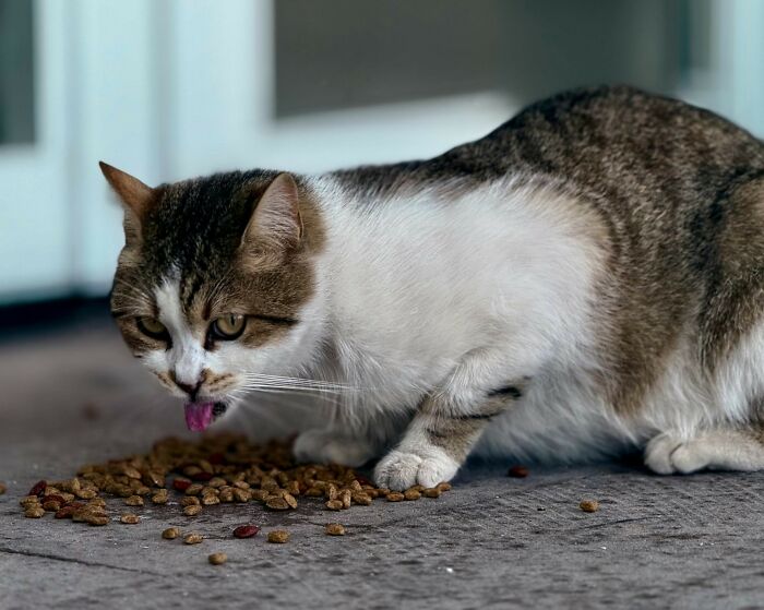 A tabby cat with white fur eating kibble from the ground, its pink tongue visible. One of 35 extremely disturbing sounds.