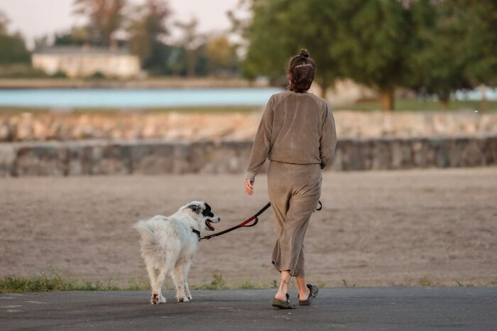 Dog Might Have Saved My Life