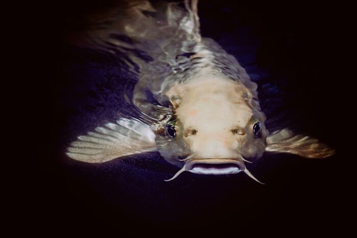 Close-up of a large fish underwater, illustrating one of the unexpected truths behind urban legends.