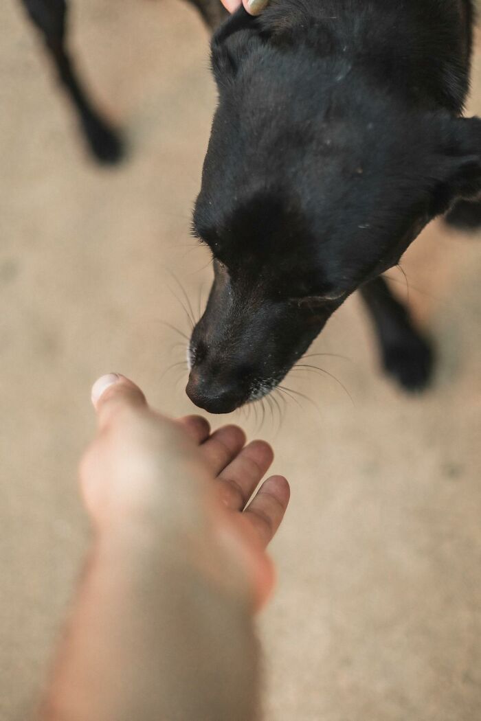 Black dog sniffing a human hand outdoors, illustrating one of the weird and interesting medical facts that turned out to be true.