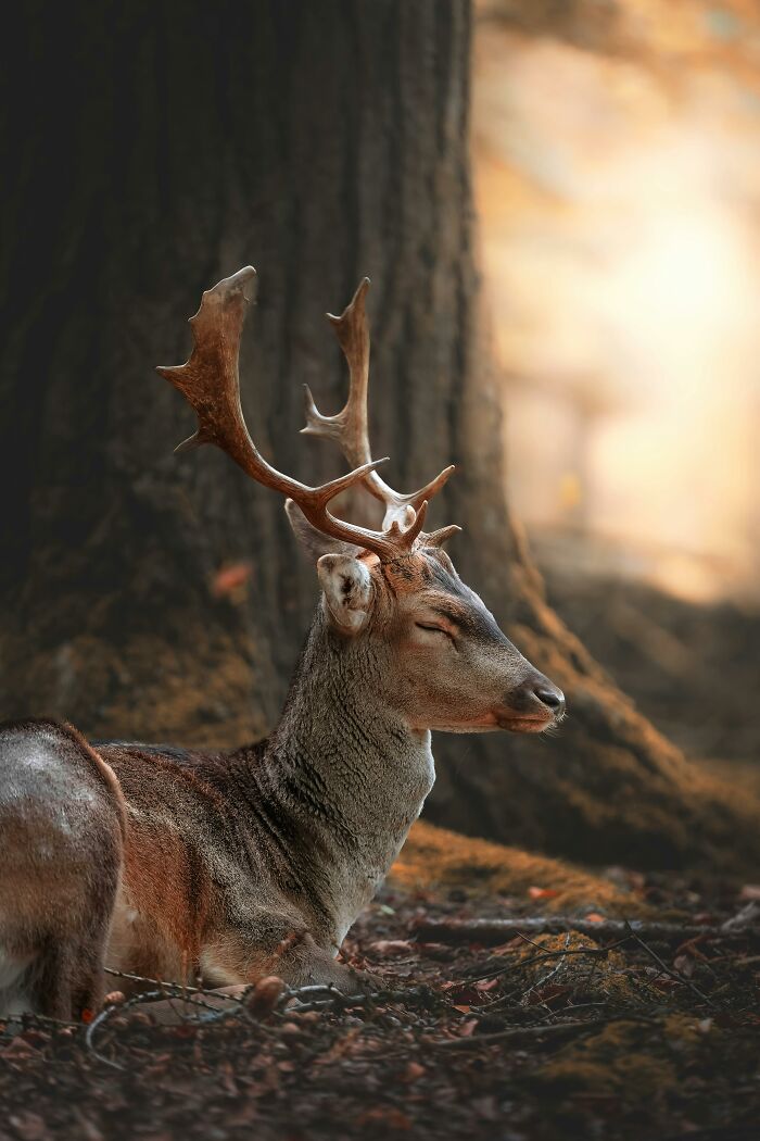 A serene deer with closed eyes and antlers rests in a forest, embodying a gentle reset. Satisfying pictures.