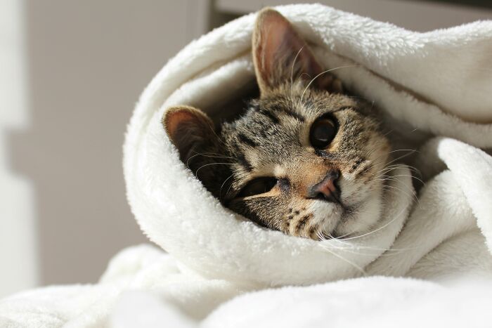 A tabby cat peeks out from a fluffy white blanket, acting suspiciously like humans enjoying a cozy morning.
