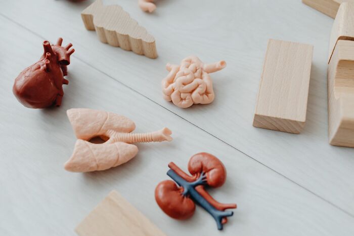 Models of human organs including heart, lungs, brain, and kidneys displayed on a white surface for educational stories about moms.