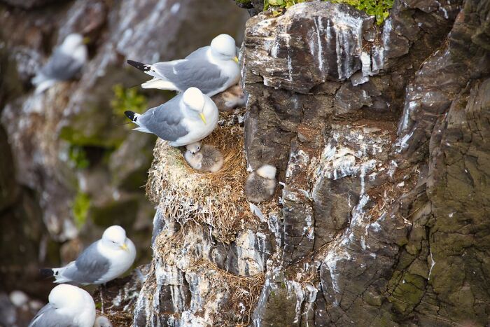Seagulls nesting on a rocky cliff edge, illustrating a wild times employees quitting work immediately concept.