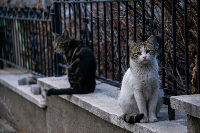 "No Curtains Or Anything": 57 Wildest Things People Saw Their Neighbors Do