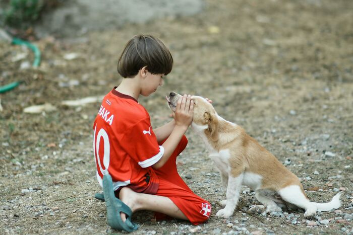 A young boy in a red soccer jersey kneeling, gently caressing a small, light brown and white puppy. This image reveals family secrets.