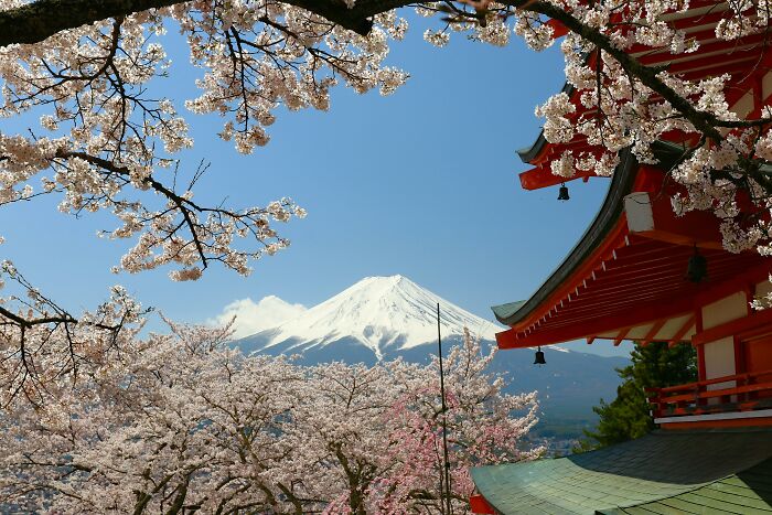 Scenic view of cherry blossoms and traditional Japanese architecture with Mount Fuji in the background during spring season.