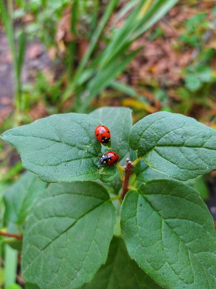 Two red ladybugs on green leaves in a natural setting, illustrating unsettling nature statistics that might make it hard to sleep.