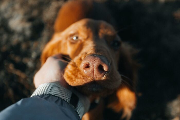 A close-up of a person's hand affectionately petting a brown dog's neck, capturing a moment like a family secret.