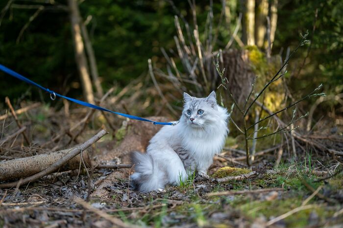 A white, fluffy cat with blue eyes on a blue leash, sitting outdoors amidst forest debris. This cat acts suspiciously like humans.