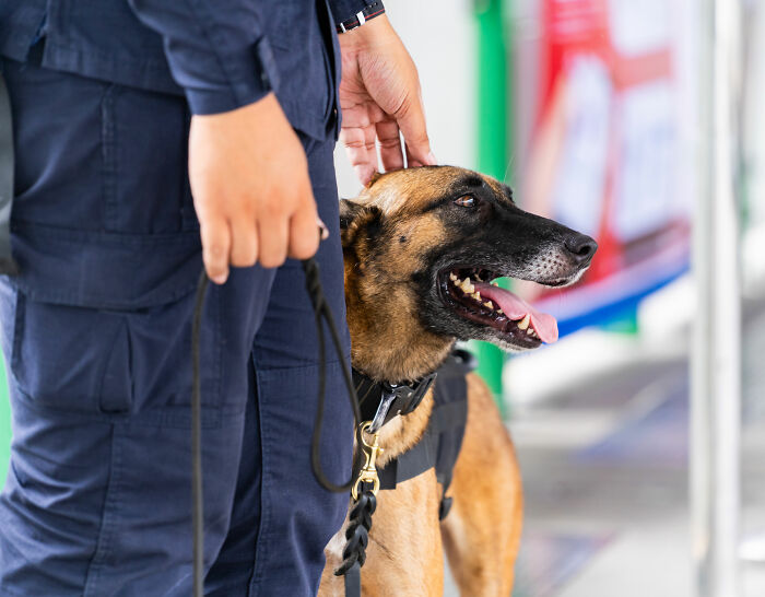 K-9 Beagle da alfândega dos EUA se torna uma sensação viral depois de pegar um passageiro com 100 sanduíches