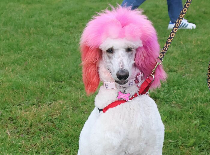 Poodle with bright pink and orange dyed fur on leash, unusual look capturing attention in psychic session stories.