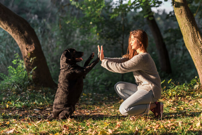 Woman in a forest having a psychic session-like moment with a black dog, capturing a crazy unexplained story vibe.